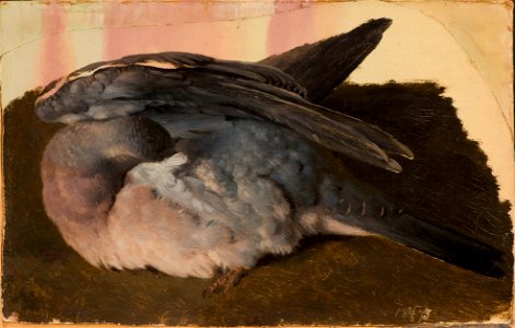 Studie av sovande skogsduva (Ferdinand von Wright) - Nationalmuseum - 101583