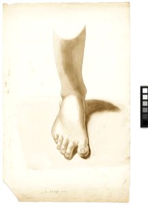 Study of a foot and ankle RMG PY6039