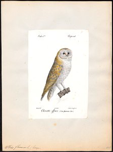Strix flammea - 1842-1848 - Print - Iconographia Zoologica - Special Collections University of Amsterdam - UBA01 IZ18400225