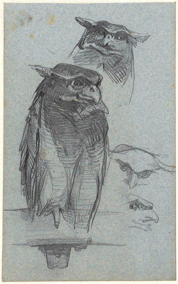 Studies van een uil