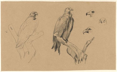 Studies van een arend