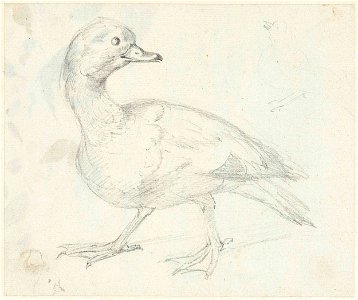 Studie van een eend en twee andere vogels
