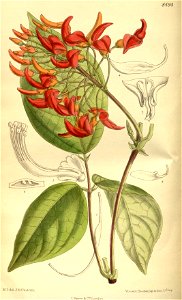 Strongylodon pseudolucidus 139-8494