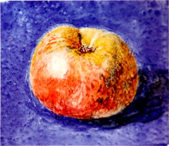 Study of an Apple Ruskin. Free illustration for personal and commercial use.