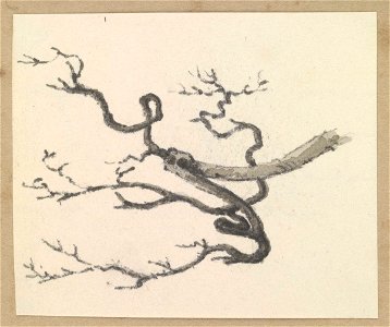 Study of tree branch without leaves RMG PZ4293