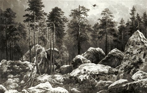 Study of a Forest at Hogdal (August Winqvist) - Nationalmuseum - 20772