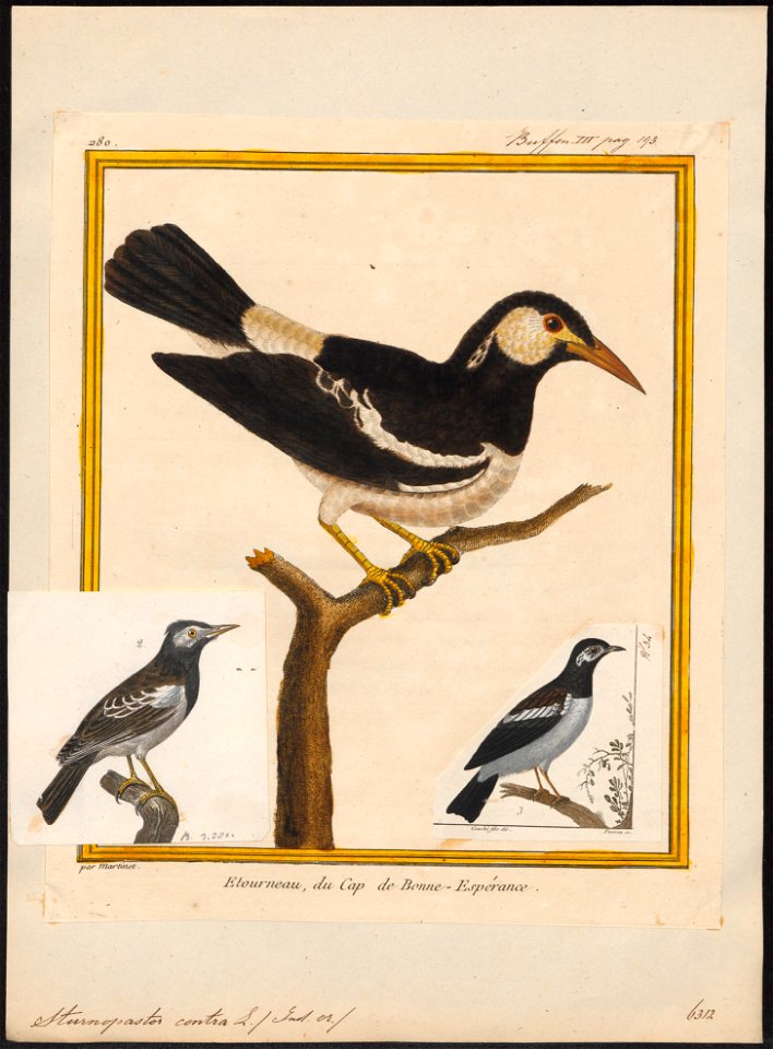 Sturnopastor contra - 1700-1880 - Print - Iconographia Zoologica - Special Collections University of Amsterdam - UBA01 IZ15800091