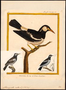 Sturnopastor contra - 1700-1880 - Print - Iconographia Zoologica - Special Collections University of Amsterdam - UBA01 IZ15800091