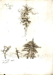 Studie von Weinlaub und Buchen