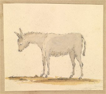 Study of a donkey RMG PZ4295