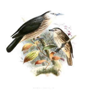 SturnusAlbofrontatusLegge