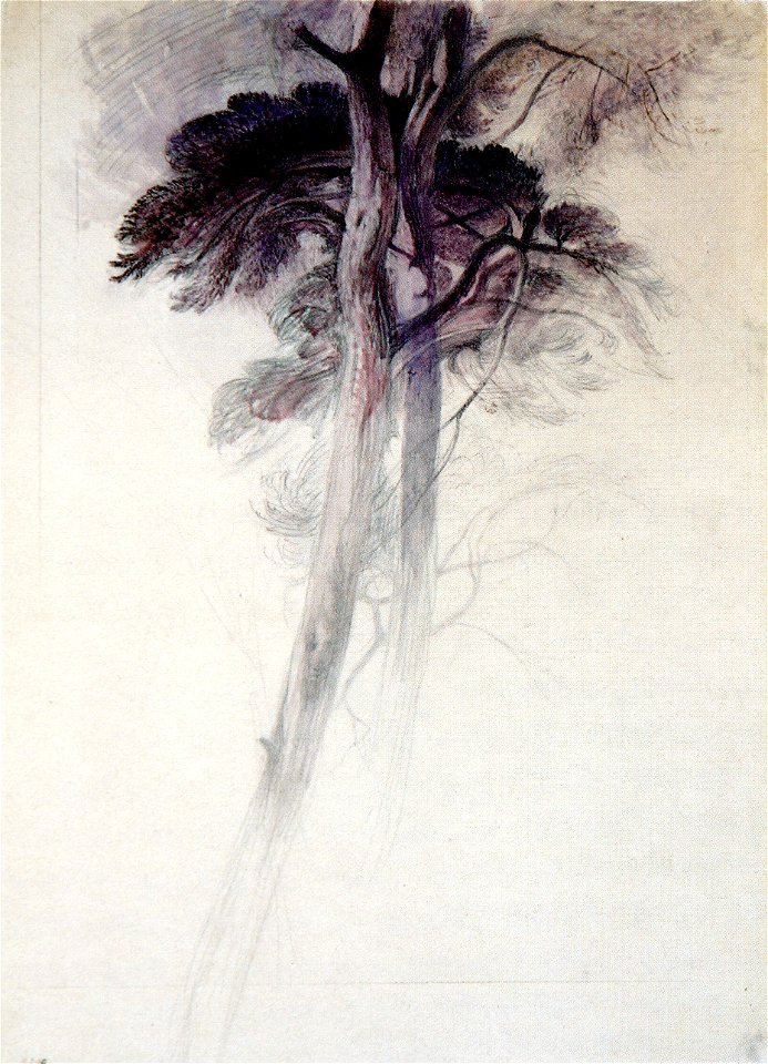 Study of Trees from Turner Ruskin