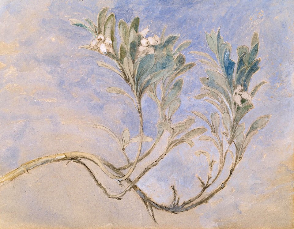 Study of a Sprig of a Myrtle Tree by John Ruskin