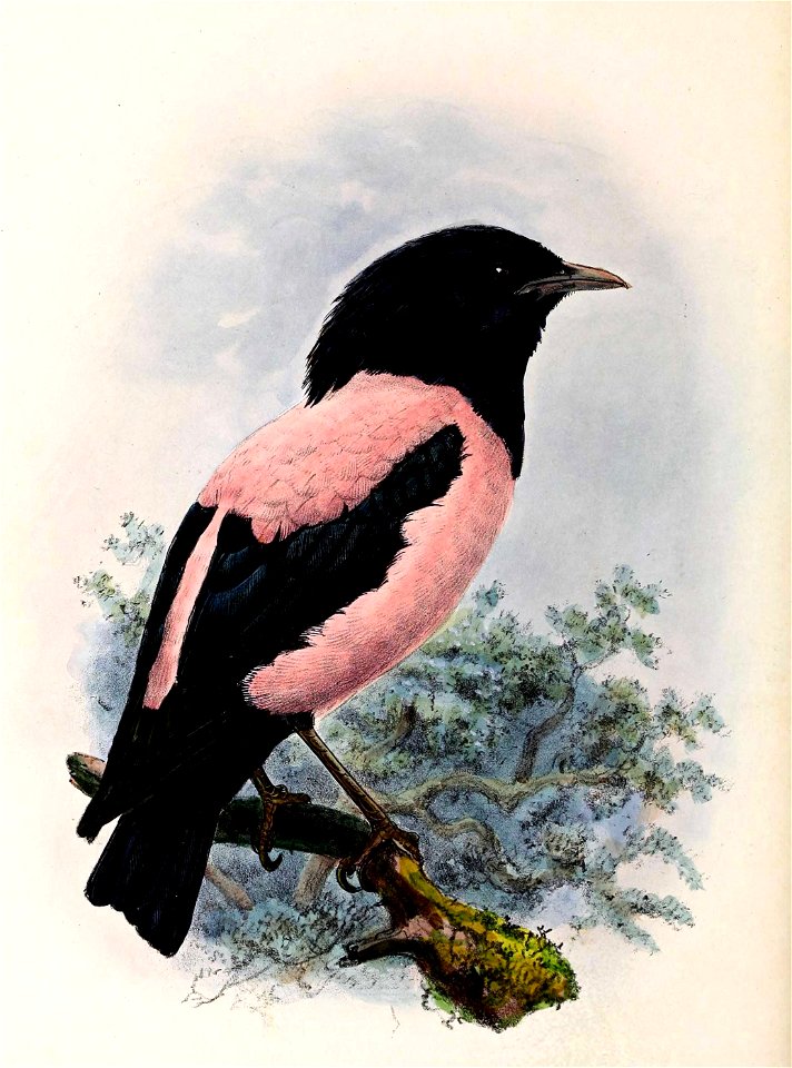 Sturnus roseus 1876