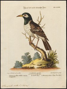 Sturnopastor contra - 1700-1880 - Print - Iconographia Zoologica - Special Collections University of Amsterdam - UBA01 IZ15800093