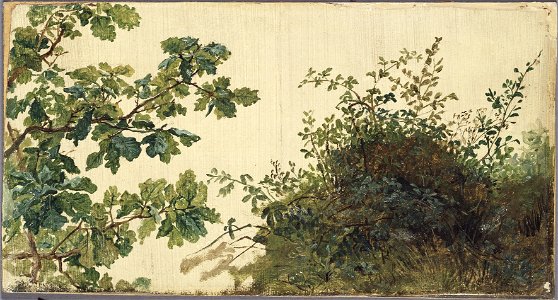 Study of Vegetation (Kilian Zoll) - Nationalmuseum - 20935