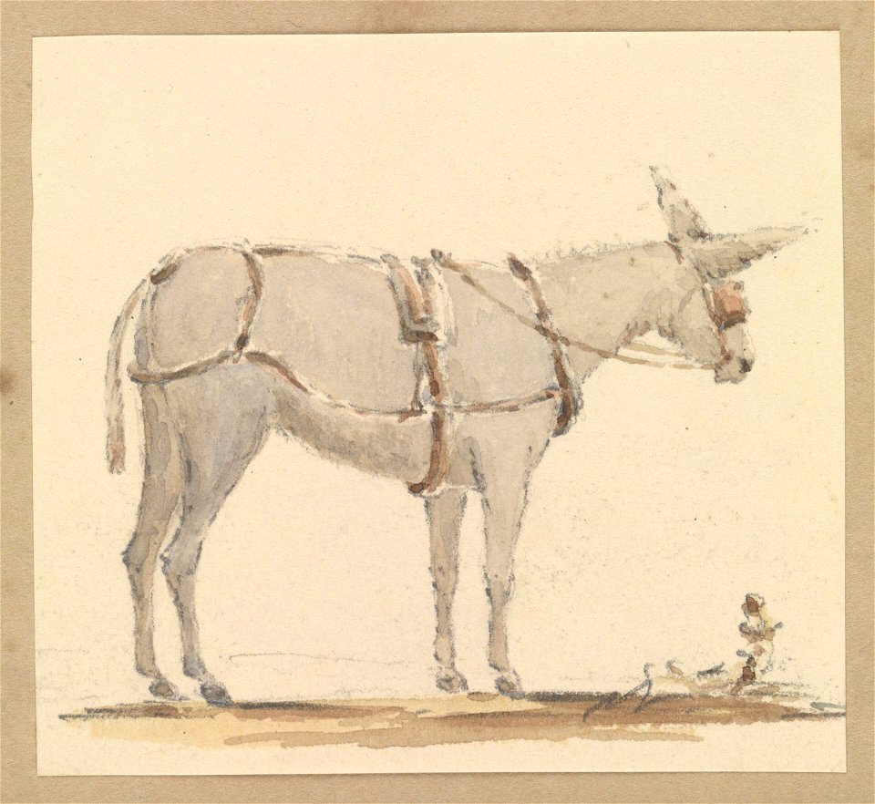 Study of a donkey with a bridle and harness RMG PZ4296