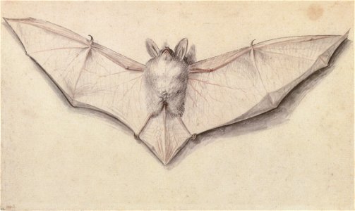 Study of a bat, by Hans Holbein the Younger. Free illustration for personal and commercial use.