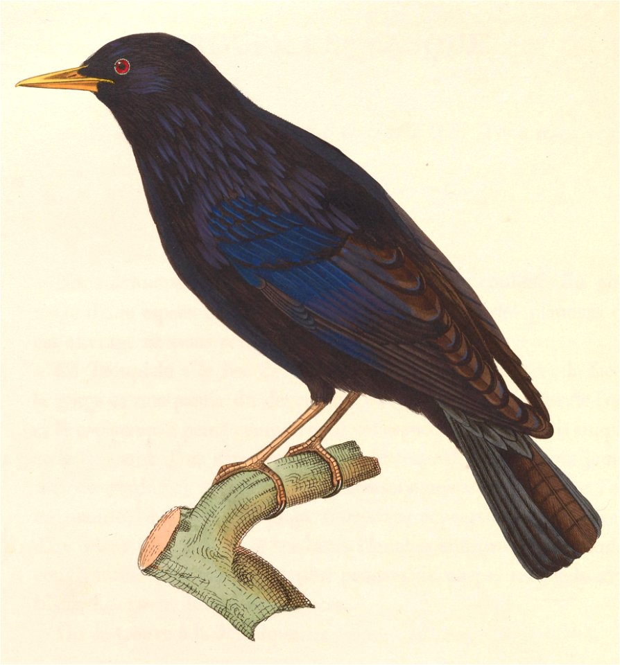 Sturnus unicolor 1838