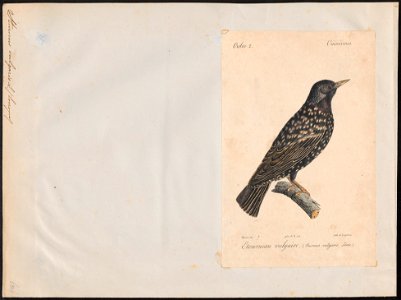 Sturnus vulgaris - 1842-1848 - Print - Iconographia Zoologica - Special Collections University of Amsterdam - UBA01 IZ15800079