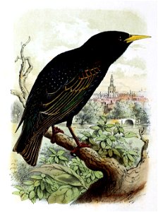 Sturnus vulgaris 1869