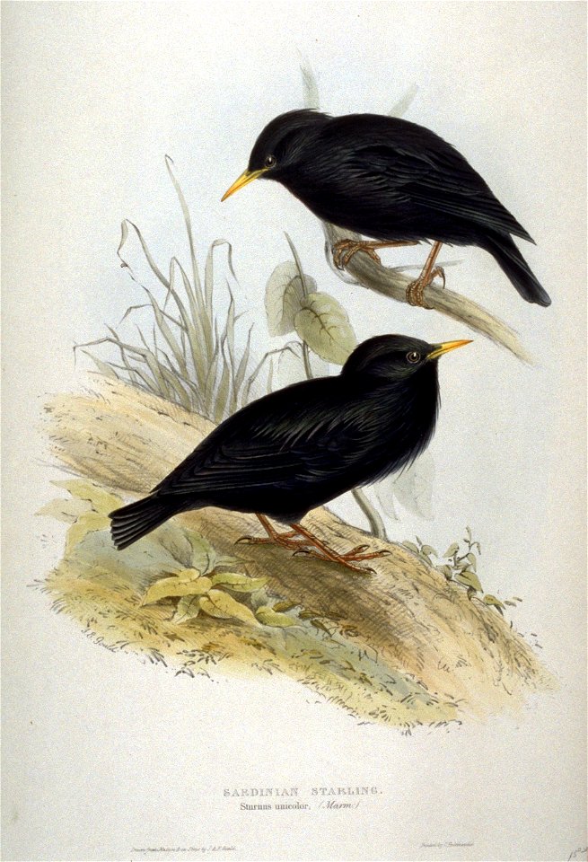 Sturnus unicolor by John Gould