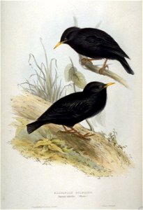 Sturnus unicolor by John Gould