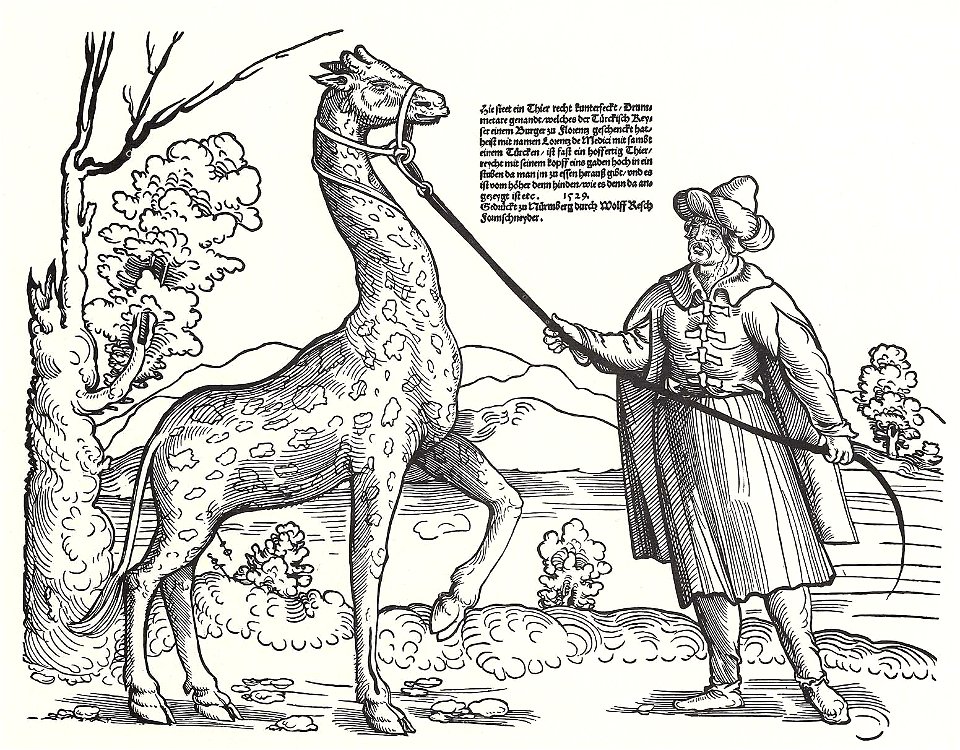 Stör, Niklas Giraffe
