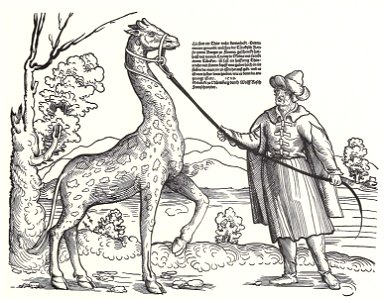 Stör, Niklas Giraffe. Free illustration for personal and commercial use.