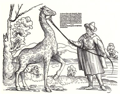 Stör, Niklas Giraffe