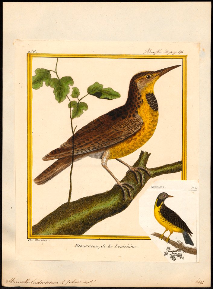 Sturnella ludoviciana - 1700-1880 - Print - Iconographia Zoologica - Special Collections University of Amsterdam - UBA01 IZ15800275
