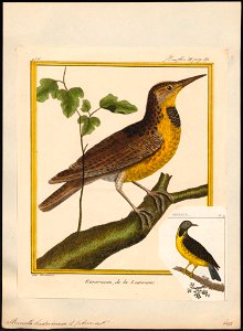 Sturnella ludoviciana - 1700-1880 - Print - Iconographia Zoologica - Special Collections University of Amsterdam - UBA01 IZ15800275