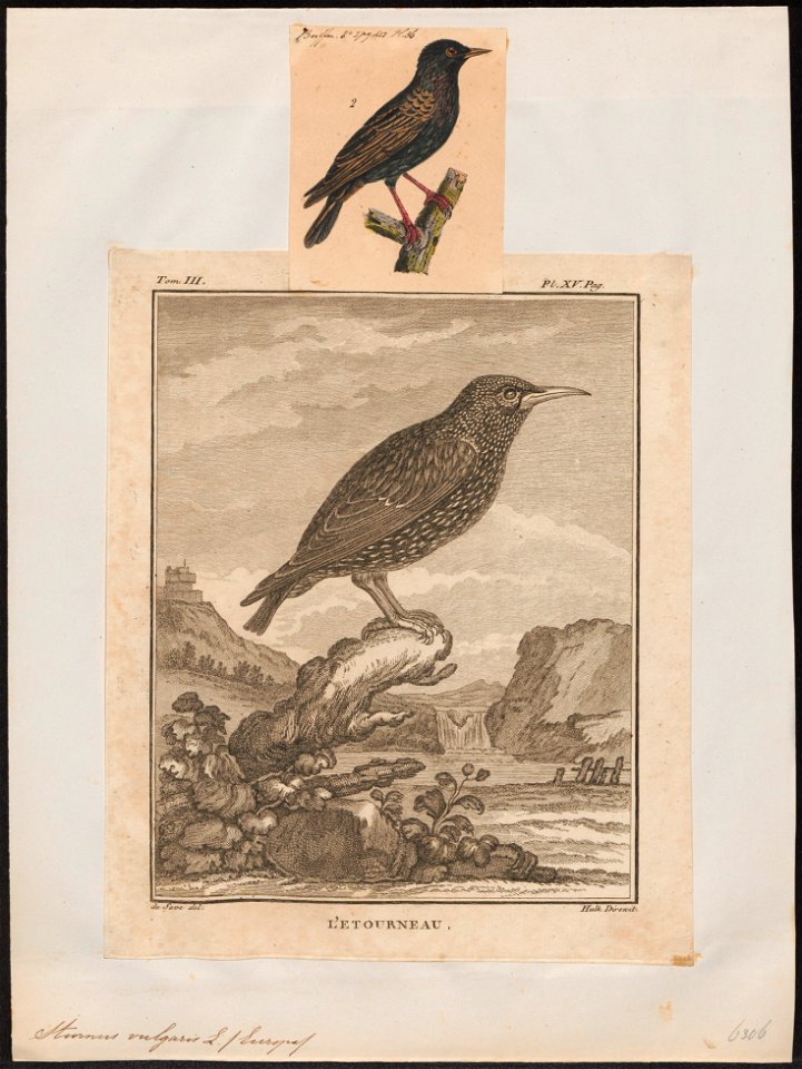 Sturnus vulgaris - 1700-1880 - Print - Iconographia Zoologica - Special Collections University of Amsterdam - UBA01 IZ15800077