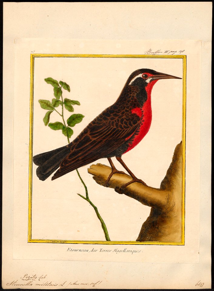 Sturnella militaris - 1700-1880 - Print - Iconographia Zoologica - Special Collections University of Amsterdam - UBA01 IZ15800281