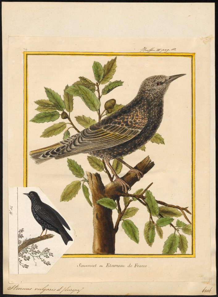 Sturnus vulgaris - 1700-1880 - Print - Iconographia Zoologica - Special Collections University of Amsterdam - UBA01 IZ15800075