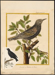 Sturnus vulgaris - 1700-1880 - Print - Iconographia Zoologica - Special Collections University of Amsterdam - UBA01 IZ15800075