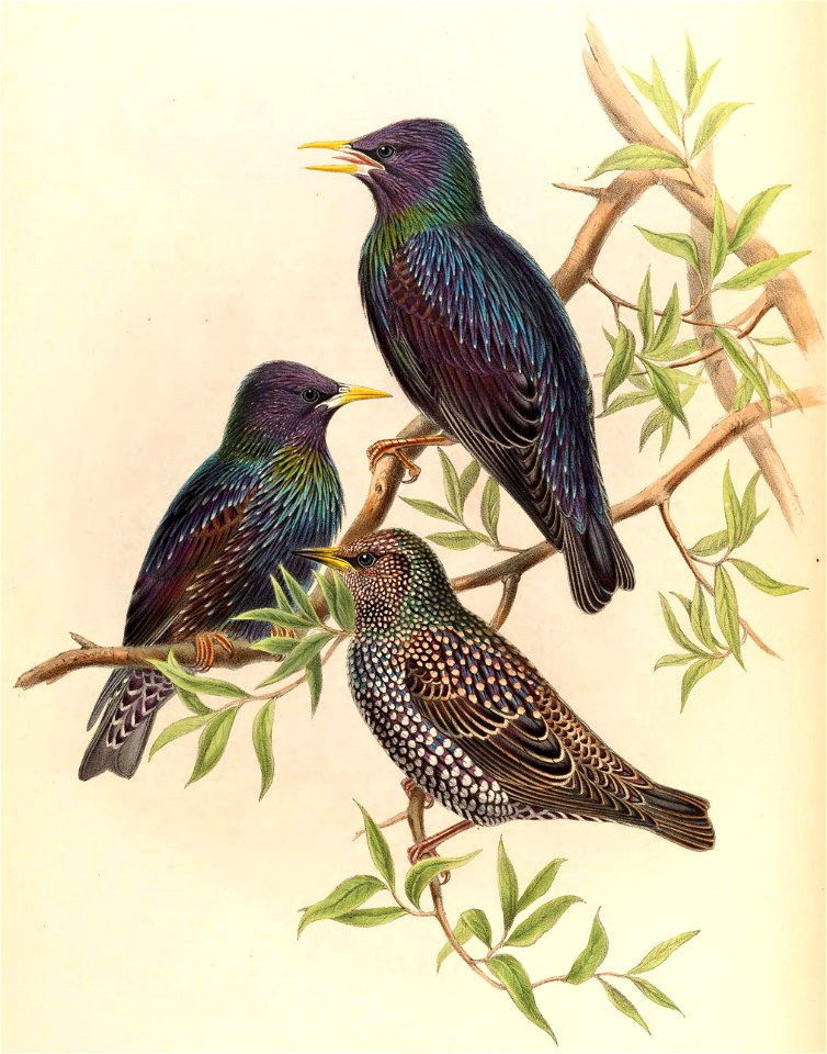SturnusVulgarisGould