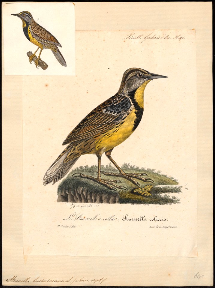 Sturnella ludoviciana - 1825-1834 - Print - Iconographia Zoologica - Special Collections University of Amsterdam - UBA01 IZ15800277