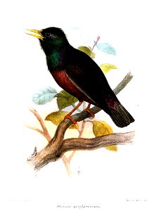 SturnusPorphyronotusSmit