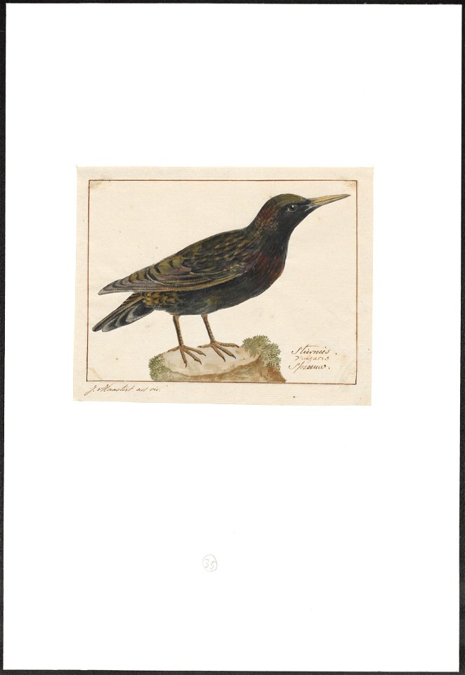 Sturnus vulgaris - 1753-1834 - Print - Iconographia Zoologica - Special Collections University of Amsterdam - UBA01 IZA1000274