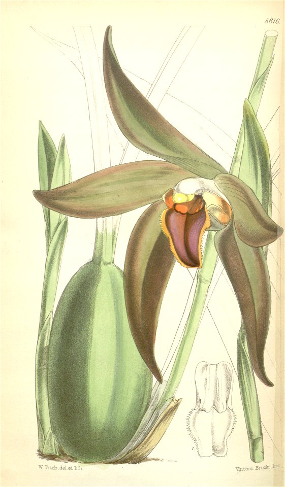 Sudamerlycaste gigantea or Ida gigantea (as Lycaste gigantea) - Curtis' 92 (Ser. 3 no. 22) pl. 5616 (1866)