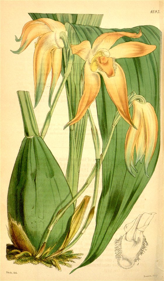 Sudamerlycaste fulvescens (as Lycaste fulvescens) - Curtis' 71 (Ser. 3 no. 1) pl. 4193 (1845)