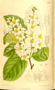 Styrax hemsleyanus 136-8339