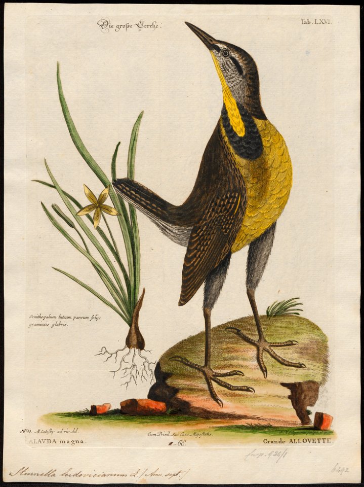 Sturnella ludoviciana - 1700-1880 - Print - Iconographia Zoologica - Special Collections University of Amsterdam - UBA01 IZ15800279