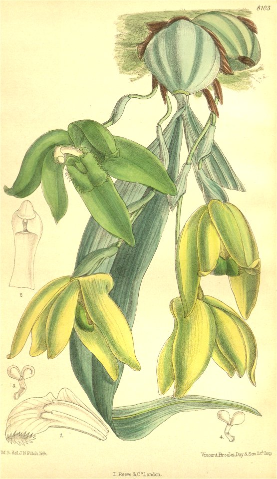 Sudamerlycaste dyeriana (as Lycaste dyeriana) - Curtis' 132 (Ser. 4 no. 2) pl. 8103 (1906)