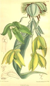 Sudamerlycaste dyeriana (as Lycaste dyeriana) - Curtis' 132 (Ser. 4 no. 2) pl. 8103 (1906)