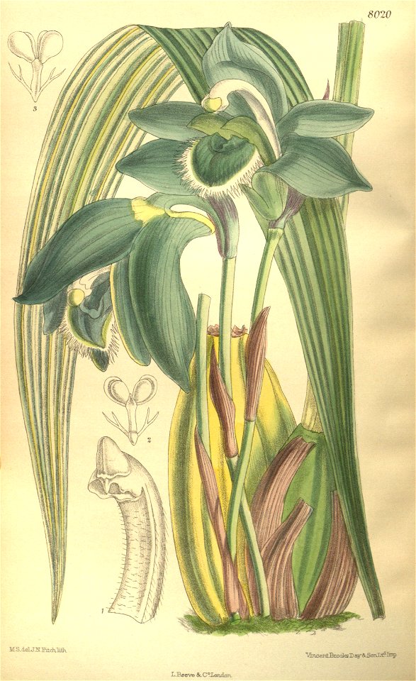 Sudamerlycaste locusta(as Lycaste locusta) - Curtis' 131 (Ser. 4 no. 1) pl. 8020 (1905)