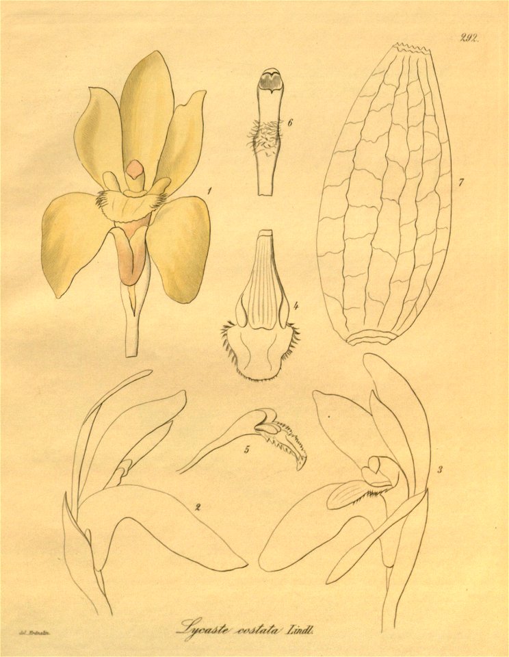 Sudamerlycaste costata (as Lycaste costata) - Xenia 3 pl 292