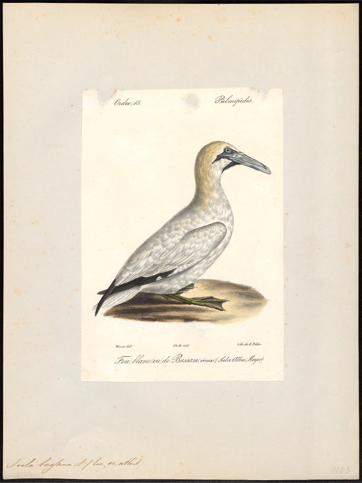 Sula bassana - 1842-1848 - Print - Iconographia Zoologica - Special Collections University of Amsterdam - UBA01 IZ18000039