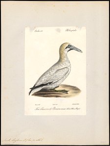 Sula bassana - 1842-1848 - Print - Iconographia Zoologica - Special Collections University of Amsterdam - UBA01 IZ18000039